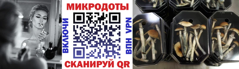Галлюциногенные грибы Psilocybine cubensis  Нижний Тагил 